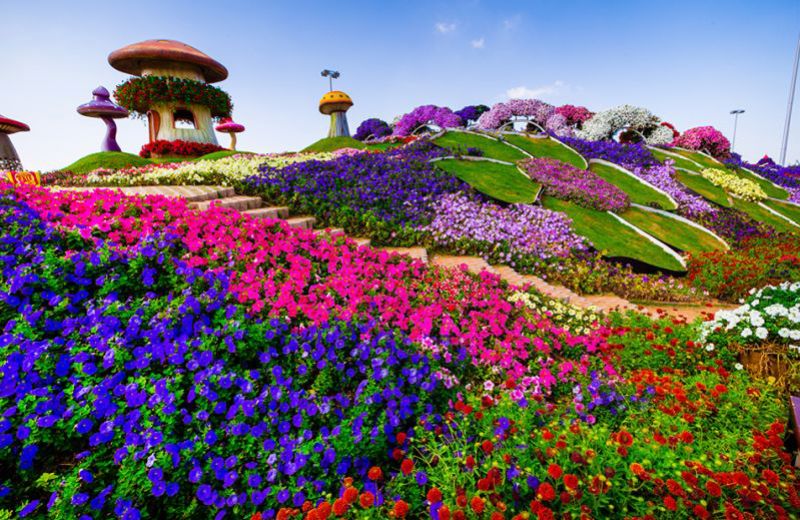 Blog Gastromenu.sk - Dubai Miracle Garden, záhrada ktorá láka na zážitok krásy, vône i zázrakov